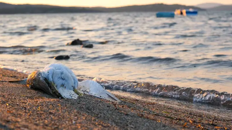 Grippe aviaire : l’ensemble de la Bretagne placée en Zone de contrôle temporaire