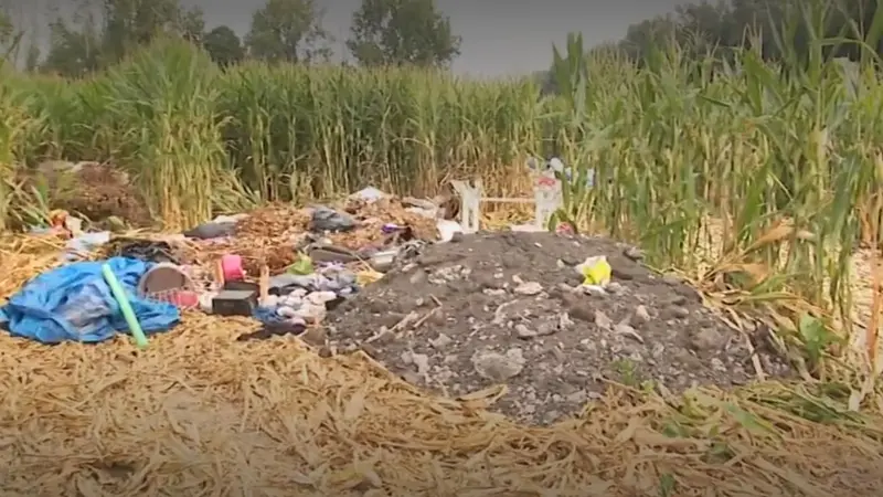 Un dépôt sauvage d’ordures au beau milieu d’un champ de maïs