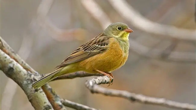 ortolan-chasse-mont-de-marsan