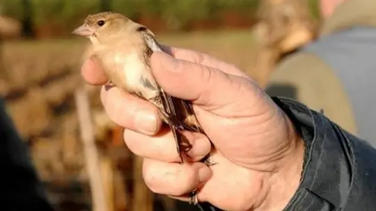 3000 chasseurs pour défendre l’ortolan