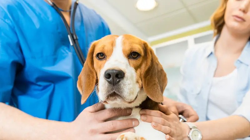Des formations d’ostéopathie pour chien de chasse proposées par la FDC des Côtes d’Armor