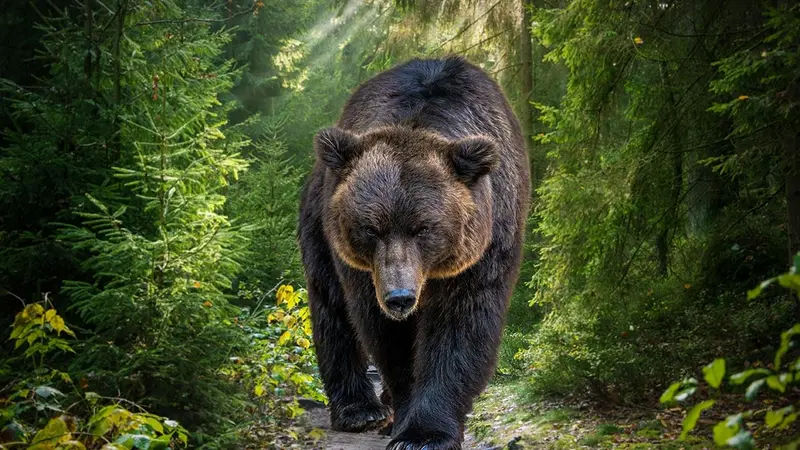 Willy Schren « il faut rester cohérent sur le nombre d’ours sinon il va avoir des drames »
