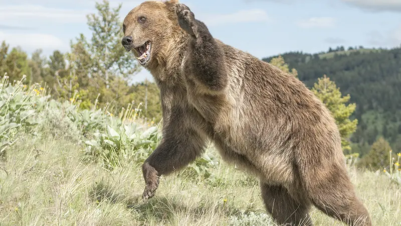 56 brebis se jettent dans le vide, effrayées par un ours