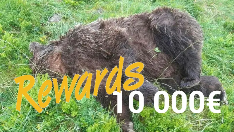 Sea Shepherd offre 10 000€ de prime pour trouver l’auteur de la mort de l’ours en Ariège