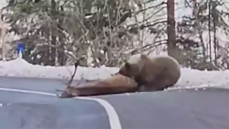 Un ours dévore un cerf sur une route (vidéo)