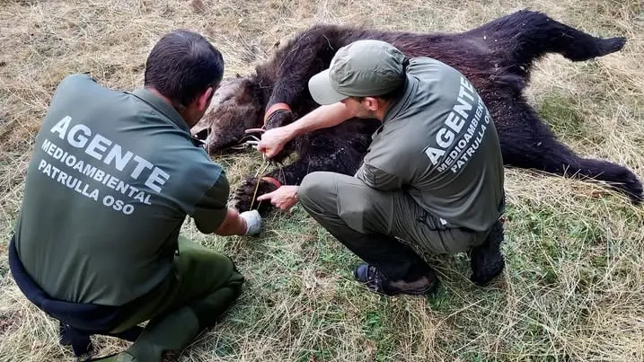 Pyrénées : un ours pris dans un piège retrouvé mort