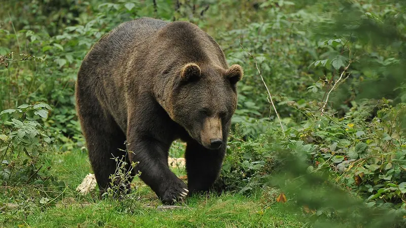L’abattage d’un ours ayant attaqué un autre promeneur en Italie a été prononcé