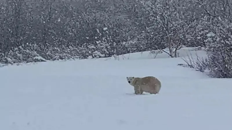 Un ours polaire abattu au Québec