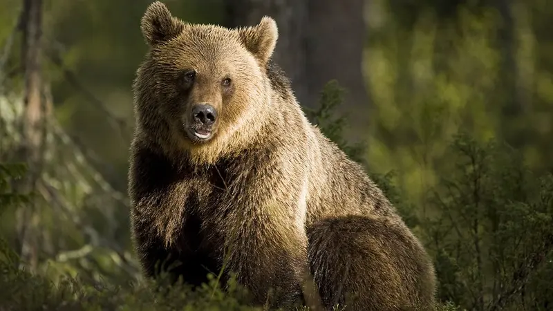 Roumanie : les attaques mortelles d’ours se multiplient