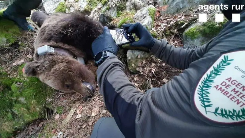 Affaire de l’ours Cachou : un nouveau rebondissement qui pourrait tout changer