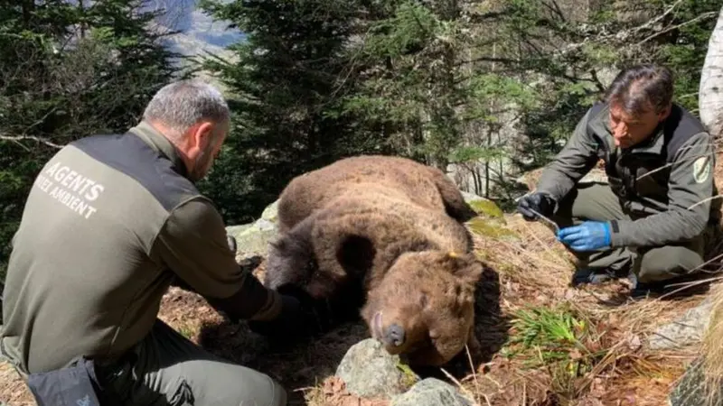 Mort de l’ours Cachou : l’enquête est close et les auteurs connus