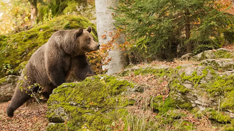 Paris : réunion exceptionnelle au sujet de l’ours en Ariège