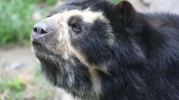 Inde : Un chasseur victime d’un ours