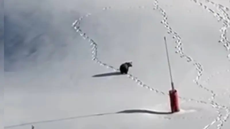 ours ski pyrenees