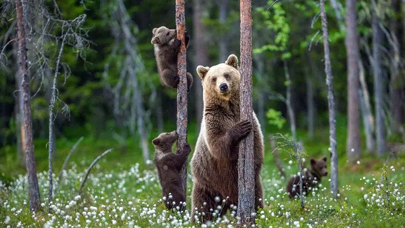 La population d’ours a augmenté de 23% dans les Pyrènées en 2020