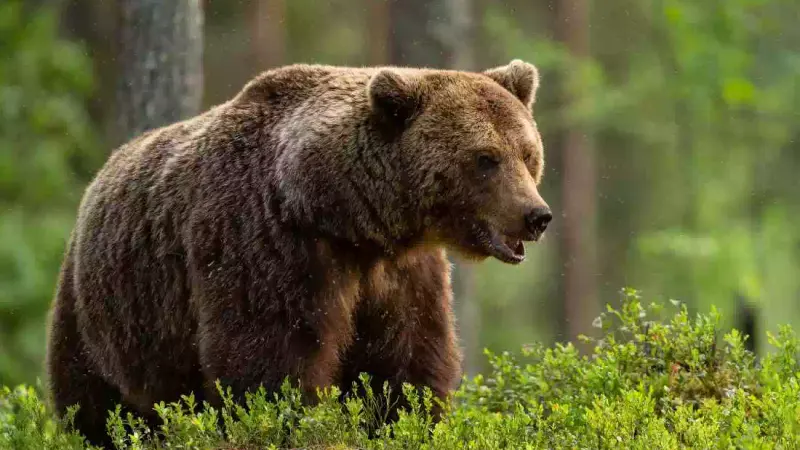 Un chasseur condamné à deux ans de prison ferme pour avoir abattu un ours dans les Pyrénées