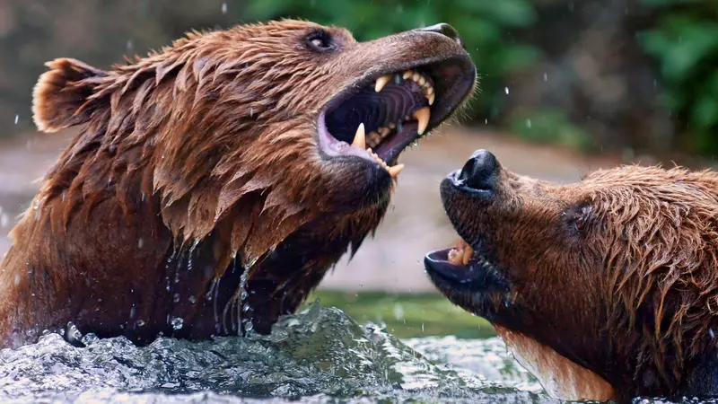 Des analyses ADN pour retrouver l’ours responsable de l’attaque