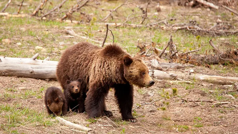 Les 2 oursons nés dans les Hautes-Pyrénées seraient déjà morts
