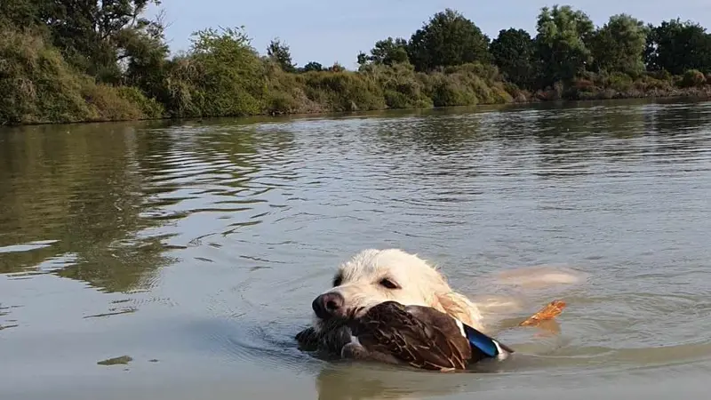 Ouverture du gibier d’eau : J-3