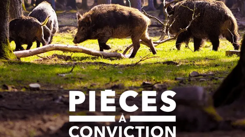 L’émission « Pièces à conviction » propose un reportage sur les sangliers