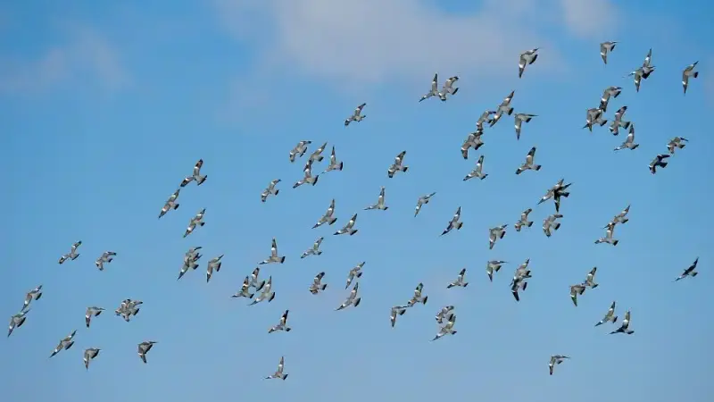 Palombes