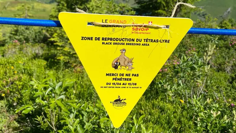 Tétras-lyre : les chasseurs balisent les zones de reproduction