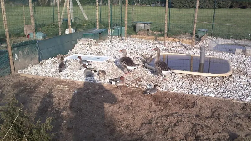 Condamné à 4360€ d’amende car ses canards font trop de bruit