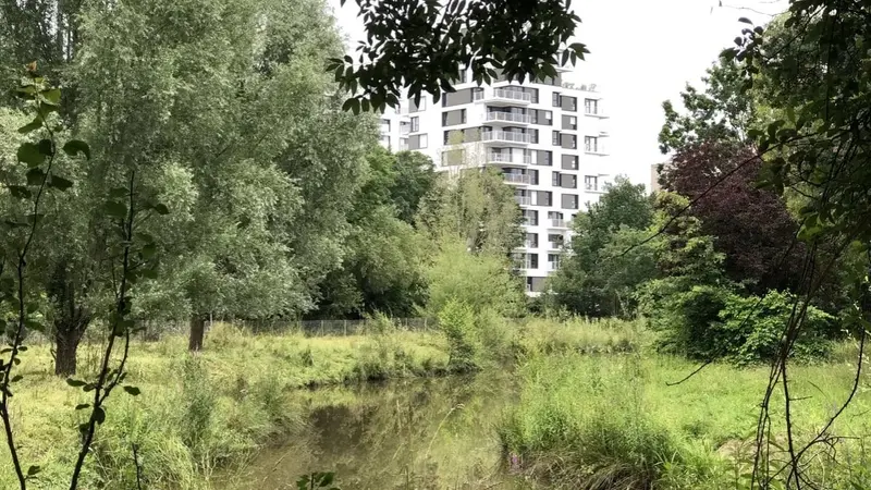A Rennes, une zone humide va être asséchée pour créer un parc naturel urbain