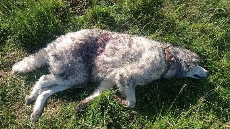 Un patou tué par le loup dans les Alpes