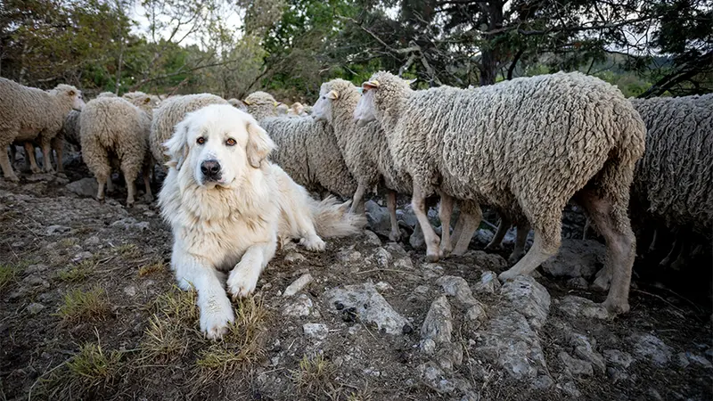 Ariège : après plusieurs attaques d’ours, les éleveurs réclament plus de sécurité