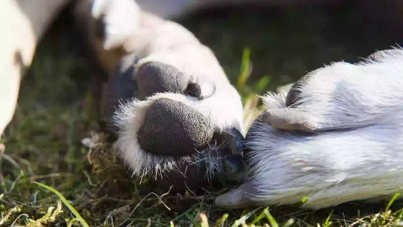 Chien mort de la maladie d'Aujeszky dans l'Essonne
