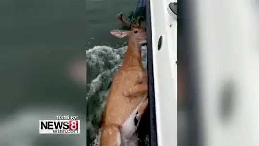 Un cerf repêché à 10 km des côtes