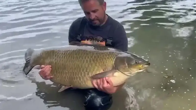 Pêche : un amour blanc record de 42,10 kg pêché en Côte-d’Or