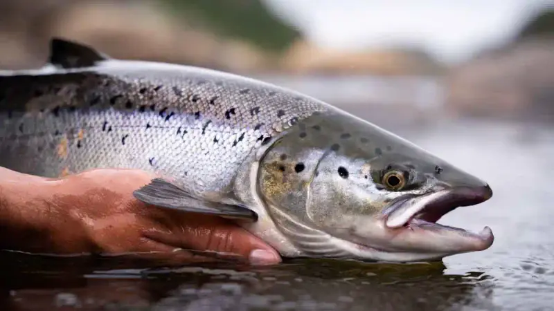 La pêche au saumon interdite en Bretagne pour 2025