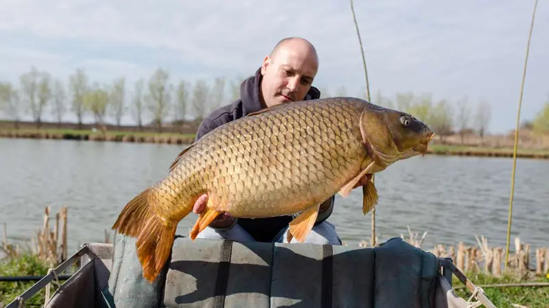 peche à la carpe braconnage