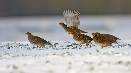 L’ouverture de la chasse repoussée en Somme