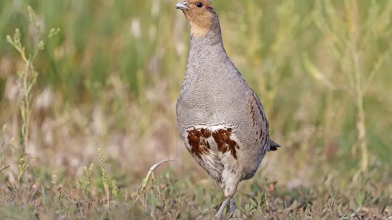 Grippe aviaire : levée des restrictions près du lac du Der