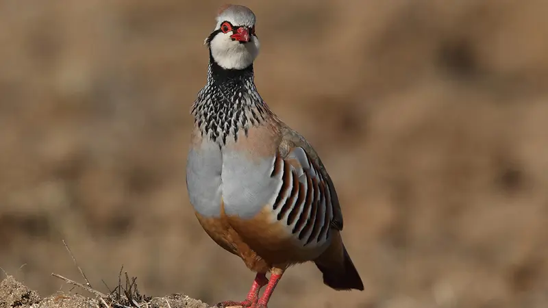 Loi Européenne sur la restauration de la nature, quel impact pour les chasseurs?