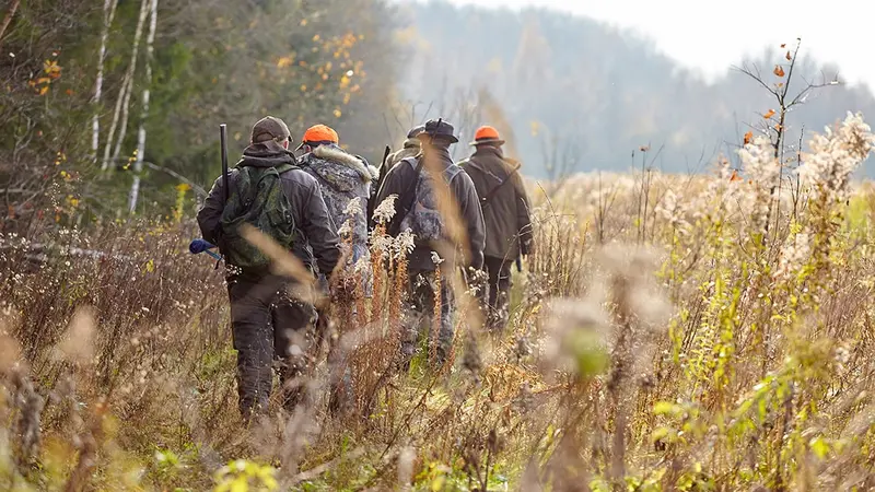 Morbihan : permis de chasse gratuit pour les agriculteurs