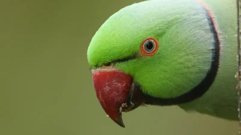 Espèces envahissantes : un arrêté a été pris pour piéger les perruches à collier