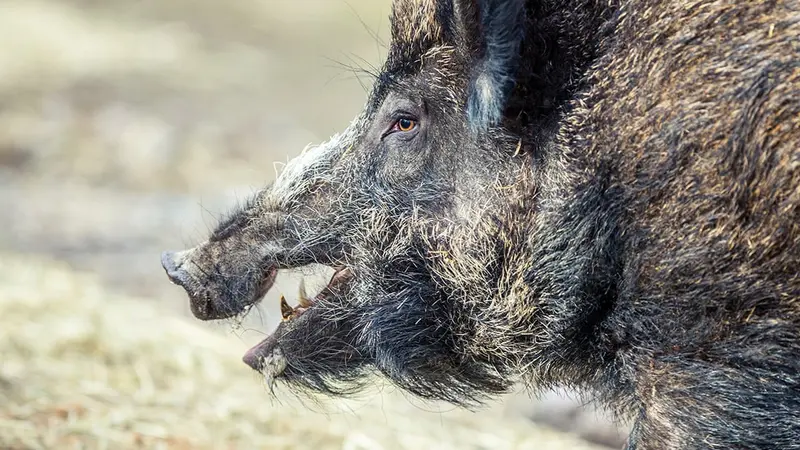 1er cas de Peste Porcine Africaine en Hongrie