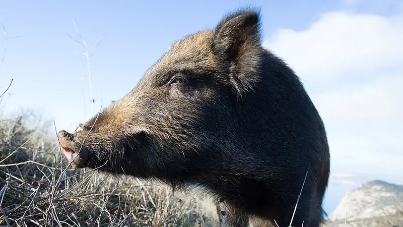 Peste Porcine Africaine, la FNC communique sur le premier cas en Belgique