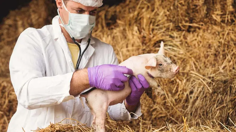 Le Vietman annonce avoir mis au point un vaccin contre la peste porcine africaine