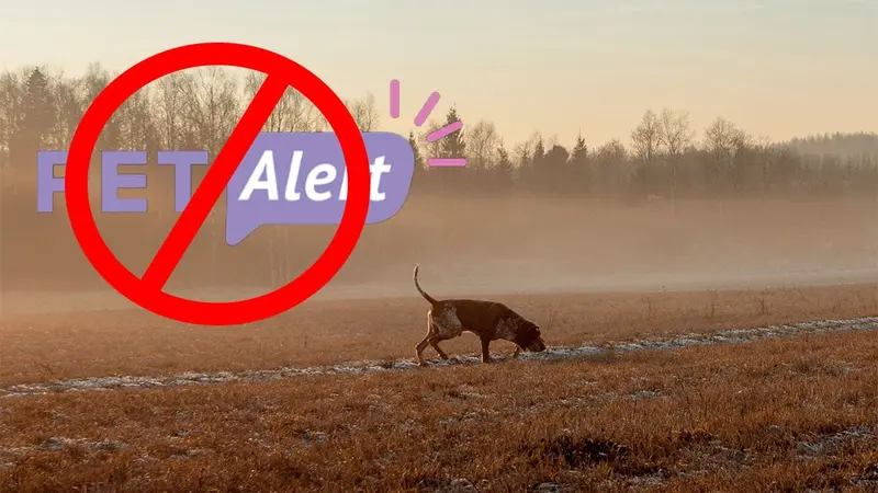 Ne cherchez plus vos chiens de chasse avec « l’aide » de PET Alert