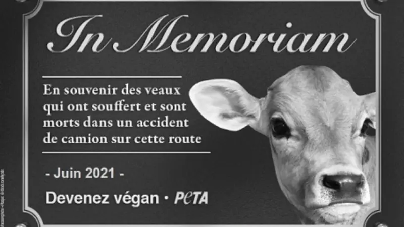L’association Peta demande l’installation d’une plaque commémorative en mémoire de veaux décédés