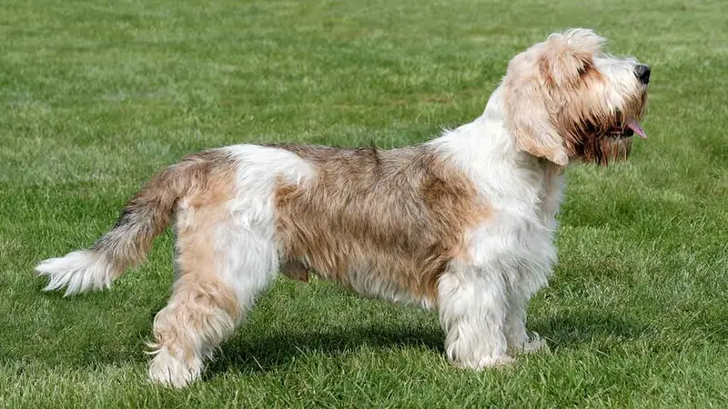 Petit Basset Griffon Vendeen