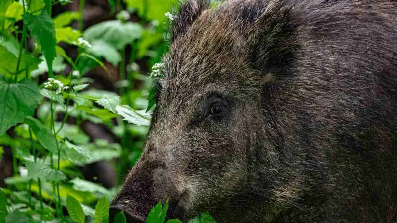 sanglier dans la végétation