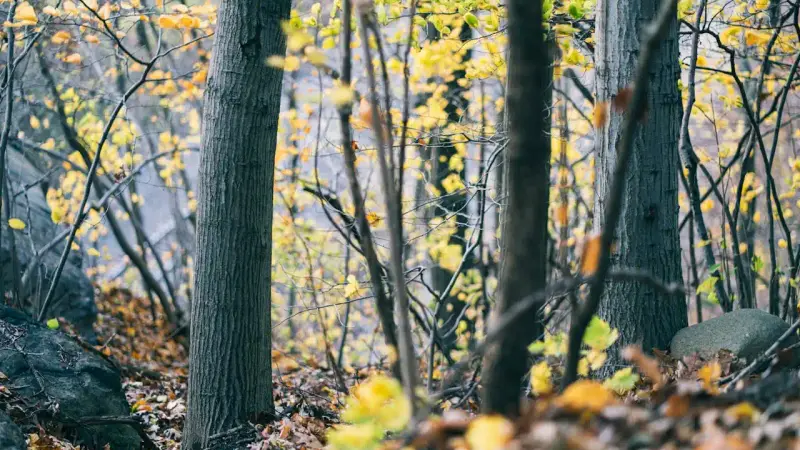 corps en foret