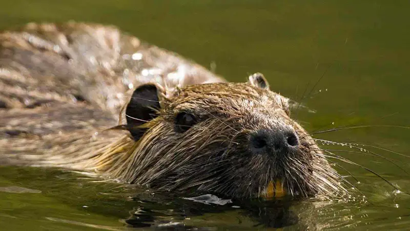 Ragondin dans l'eau