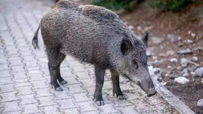 sanglier au lycée garros dans le gers
